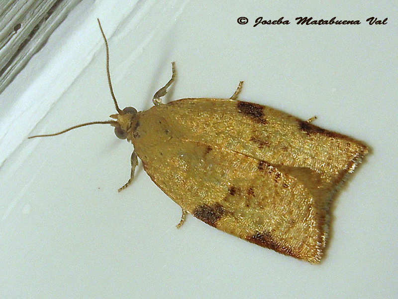 Clepsis siciliana - Tortricidae